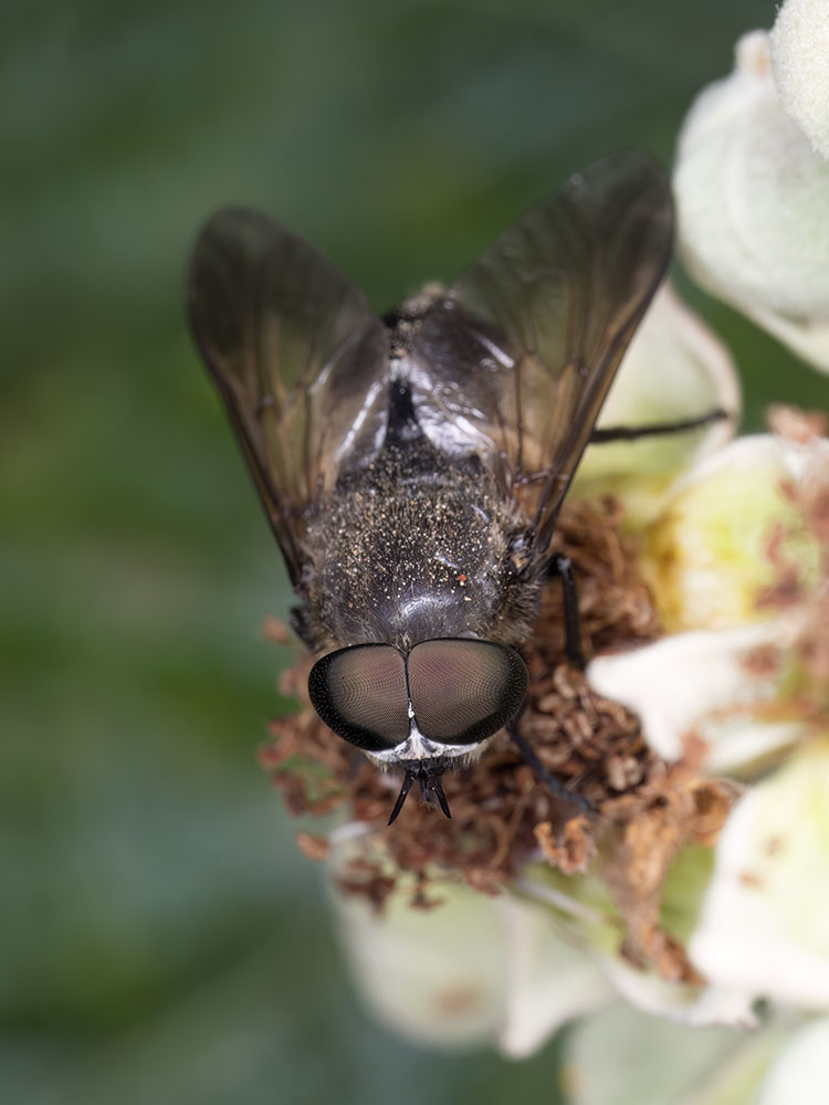 Tabanidae da identificare